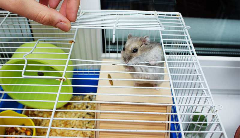 Hamster Cage be Cleaned