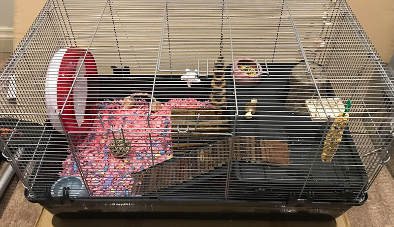 How to Clean a Hamster Cage