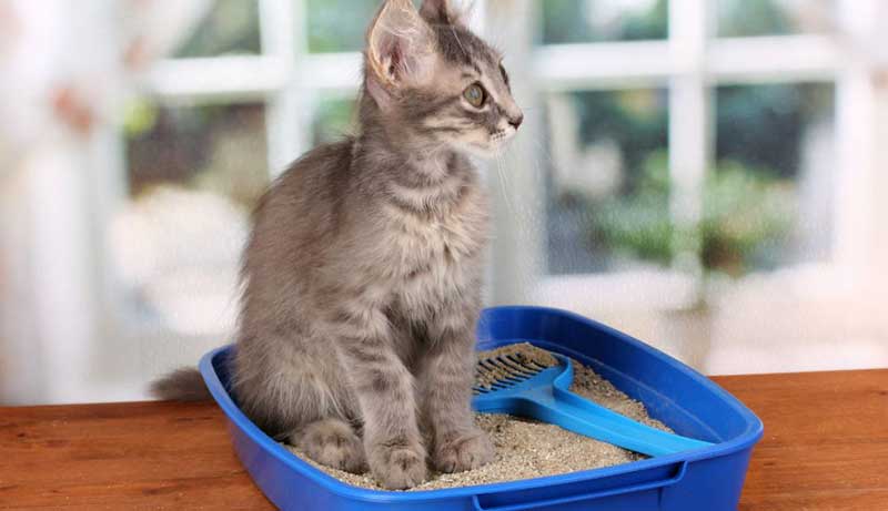 What's the best way to clean wet clumping cat litter off plastic