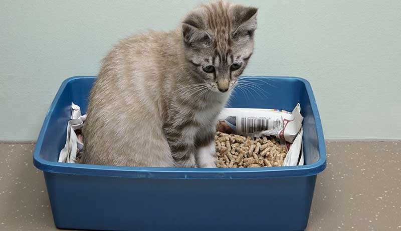 how to clean cat piss and litter off tile floor