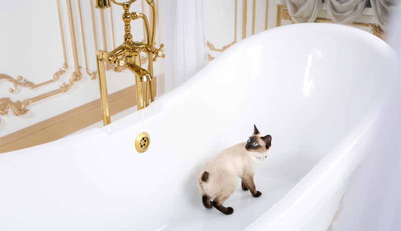 What Is Causing My Cat To Pee In My Bathtub